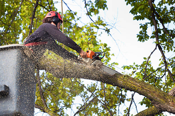 Mulching Services in Roscoe, TX